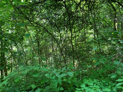 East Tennessee Woodland for Sale - image 3