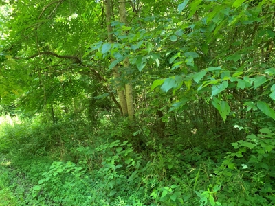 East Tennessee Woodland for Sale - image 7