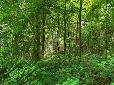 East Tennessee Woodland for Sale - image 5