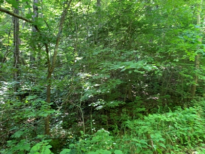 East Tennessee Woodland for Sale - image 4