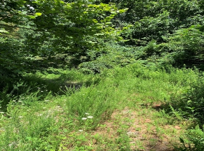 East Tennessee Woodland for Sale - image 11