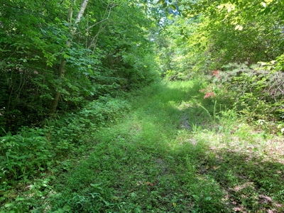 East Tennessee Woodland for Sale - image 1