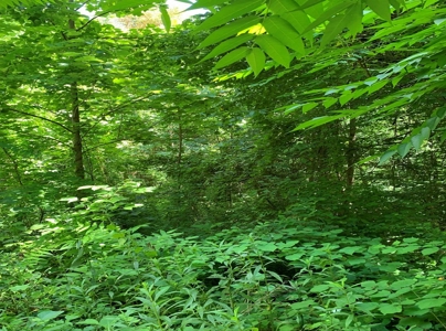 East Tennessee Woodland for Sale - image 10