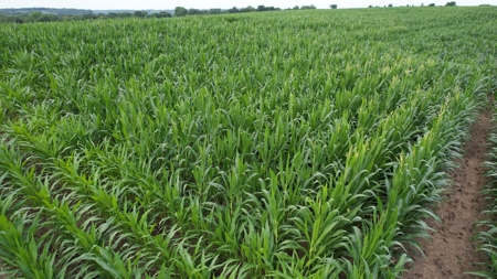 Highly Tillable Iowa Row Crop Farm for Sale - image 9