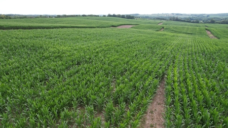 Highly Tillable Iowa Row Crop Farm for Sale - image 13