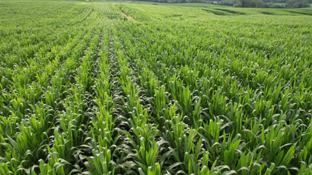 Highly Tillable Iowa Row Crop Farm for Sale - image 4