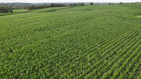 Highly Tillable Iowa Row Crop Farm for Sale - image 7
