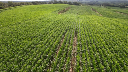 Highly Tillable Iowa Row Crop Farm for Sale - image 6