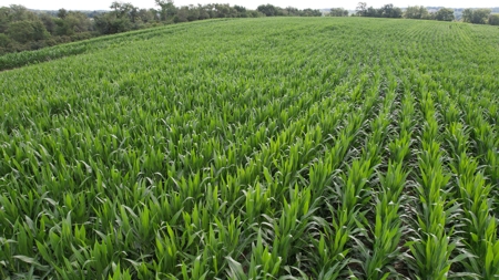 Highly Tillable Iowa Row Crop Farm for Sale - image 8