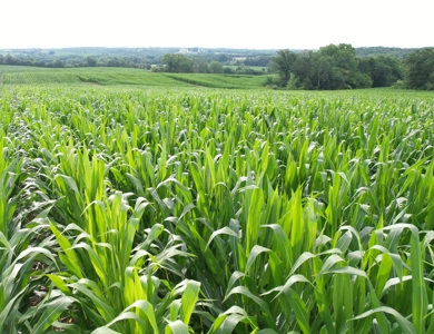 Highly Tillable Iowa Row Crop Farm for Sale - image 11