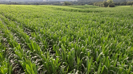 Highly Tillable Iowa Row Crop Farm for Sale - image 3