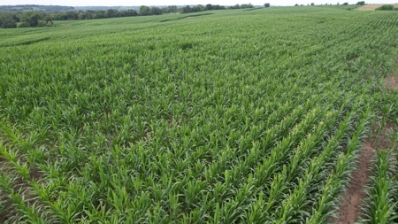 Highly Tillable Iowa Row Crop Farm for Sale - image 10