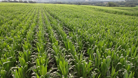Highly Tillable Iowa Row Crop Farm for Sale - image 1