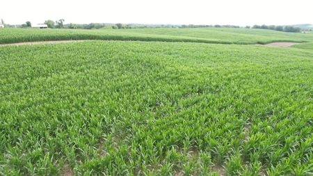 Highly Tillable Iowa Row Crop Farm for Sale - image 12
