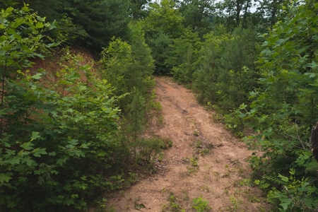 Wooded Hunting Land for Sale in Patrick County VA! - image 9
