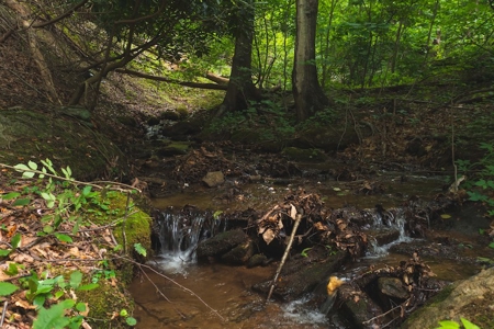 Wooded Hunting Land for Sale in Patrick County VA! - image 23