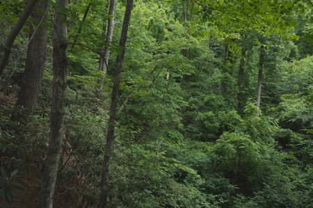 Wooded Hunting Land for Sale in Patrick County VA! - image 10