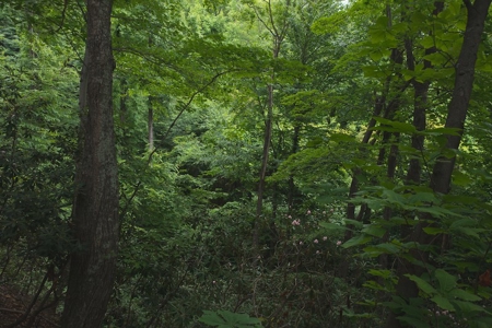 Wooded Hunting Land for Sale in Patrick County VA! - image 11