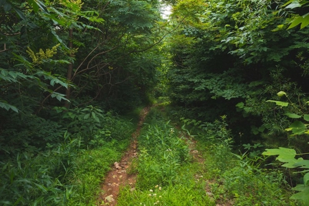Wooded Hunting Land for Sale in Patrick County VA! - image 21