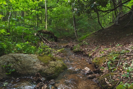 Wooded Hunting Land for Sale in Patrick County VA! - image 24
