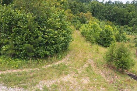 Wooded Hunting Land for Sale in Patrick County VA! - image 4