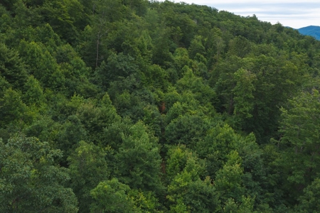 Wooded Hunting Land for Sale in Patrick County VA! - image 19