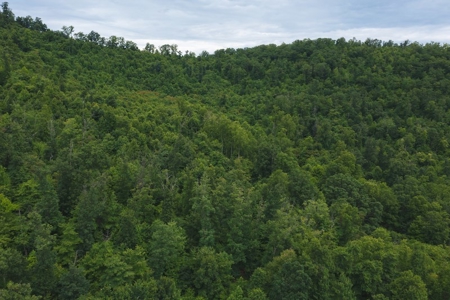 Wooded Hunting Land for Sale in Patrick County VA! - image 8