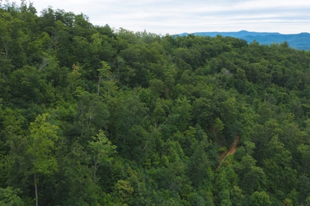 Wooded Hunting Land for Sale in Patrick County VA! - image 20