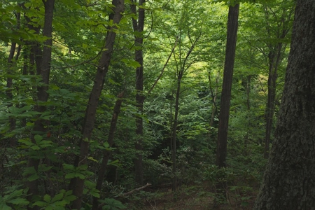 Wooded Hunting Land for Sale in Patrick County VA! - image 12