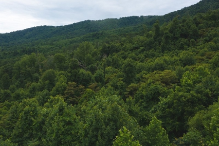 Wooded Hunting Land for Sale in Patrick County VA! - image 18