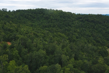Wooded Hunting Land for Sale in Patrick County VA! - image 13