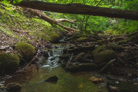 Wooded Hunting Land for Sale in Patrick County VA! - image 1