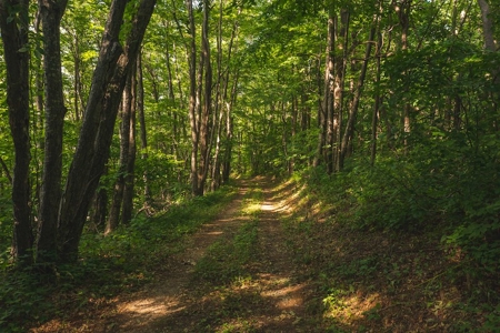 Building Land for Sale with Mountain Views in Callaway VA! - image 13