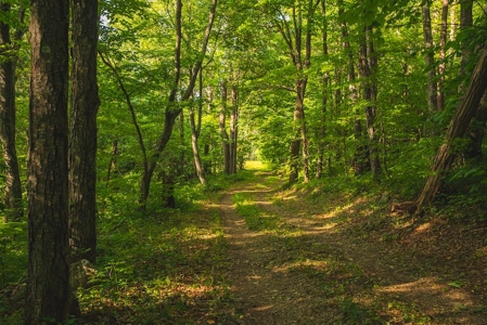 Building Land for Sale with Mountain Views in Callaway VA! - image 2