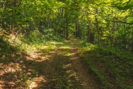 Building Land for Sale with Mountain Views in Callaway VA! - image 12