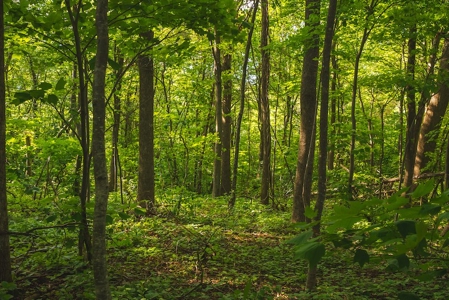 Building Land for Sale with Mountain Views in Callaway VA! - image 14