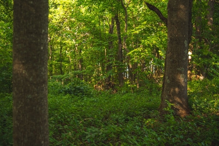 Building Land for Sale with Mountain Views in Callaway VA! - image 16