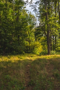 Building Land for Sale with Mountain Views in Callaway VA! - image 5