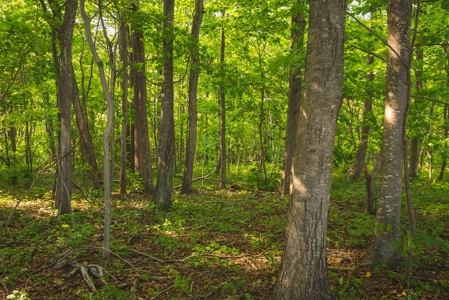 Building Land for Sale with Mountain Views in Callaway VA! - image 18