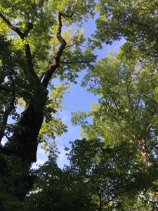 Sleeping Giant In Halifax, County VA - image 5