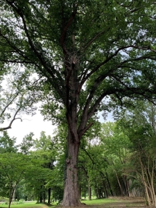 Sleeping Giant In Halifax, County VA - image 10