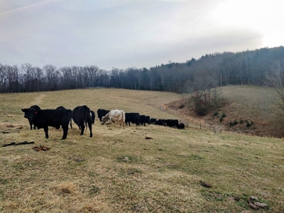 Farm for Sale in Willis VA - image 8