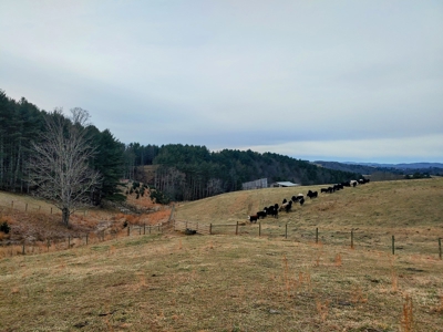 Farm for Sale in Willis VA - image 3