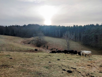 Farm for Sale in Willis VA - image 7