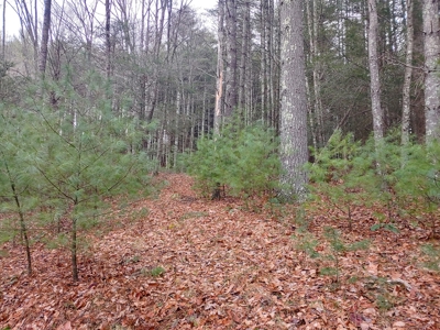 Farm for Sale in Willis VA - image 28