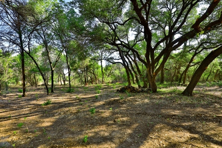 497 Acres of Pristine Hunting Land in Central Texas - image 29