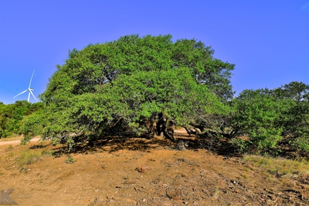 497 Acres of Pristine Hunting Land in Central Texas - image 19