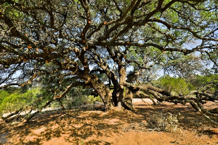 497 Acres of Pristine Hunting Land in Central Texas - image 20