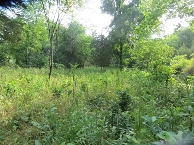 Acreage with Creek Frontage For Sale near Mammoth Spring, AR - image 5