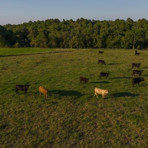Hunting Property / Cattle Ranch Land For Sale In Oklahoma - image 23